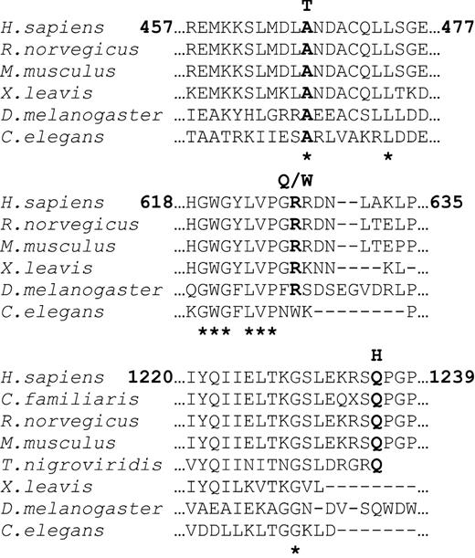 Figure 4. Alignment shows the POLGα regions in which the amino acid substitutions detected in this study are located. From top to bottom: A467T is invariant among species, R627Q/W is highly conserved and Q1236 is conserved among human, dog, rat, mouse, puffer fish and fruit fly. Asterisks (*) below alignment indicate the invariant amino acids.