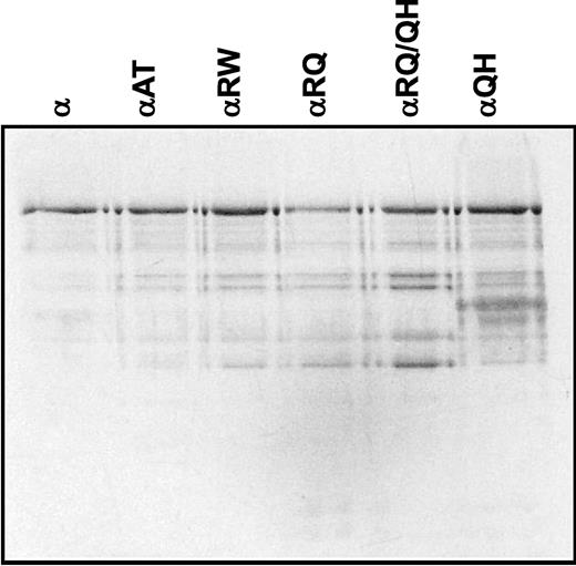 Figure 6. SDS–polyacrylamide gel electrophoresis of mutant human POLGα. Near-homogeneous fractions of baculovirus-expressed and purified-recombinant POLGα (200 ng, as indicated) were denatured and electrophoresed in a 10% SDS–polyacrylamide gel, and the proteins were stained with silver. α, POLGα; αAT, A467T mutant; αRW, R627W mutant; αRQ, R627Q mutant; αRQ/QH, R627Q/Q1236H double mutant; αQH, Q1236H mutant.