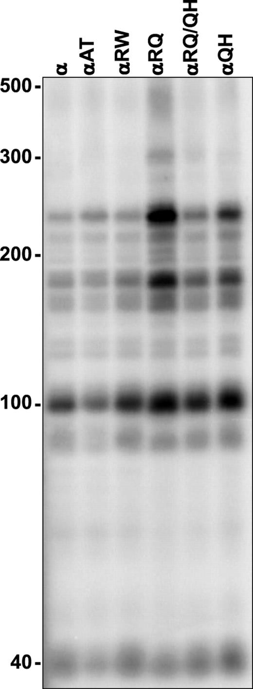 Figure 8. Processivity of mutant human POLGα. DNA synthesis by mutant POLGα was measured at 30 mm KCl on singly primed M13 DNA, as described in Materials and Methods. DNA product strands were isolated, denatured and electrophoresed in a 6% denaturing polyacrylamide gel and the gel was exposed to a phosphor screen. The lengths of the fragments reflect the enzymes' ability to copy the template before dissociation and the intensities of the bands reflect the proportion of the products reaching the specific fragment length. Each of the nine distinct bands derived from two independent experiments were quantitated and yielded the following processivity values (expressed as average processivity units, apu): α, 63 nt; αA467T, 69 nt; αR627W, 70 nt; αR627Q, 108 nt; αR627Q/Q1236H, 77 nt; αQ1236H, 81 nt. The codes for protein variants are as in Figure 5.