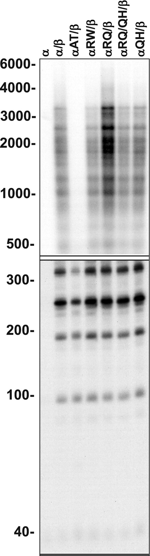 Figure 9. Processivity of reconstituted mutant POLG. Human POLG was reconstituted using a 3-fold molar excess of the accessory POLGβ-subunit over POLGα, and DNA synthesis was measured at 100 mm KCl on singly primed M13 DNA. DNA product strands were isolated, denatured and electrophoresed in denaturing 1.5% agarose (upper panel) and 6% polyacrylamide (lower panel) gels, and the gels were exposed to a phosphor screen. The presence of the accessory POLGβ subunit—also called the processivity factor of POLG—enhances the processivity of the enzyme considerably, and the fragment lengths are, therefore, considerably longer than those with POLGα alone. All the 22 distinct bands derived from two independent experiments were quantitated and yielded the following processivity values (expressed as average processivity units, apu): α, 42 nt; αβ, 437 nt; A467T, 145 nt; R627W, 358 nt; R627Q, 558 nt; R627W/R627Q, 416 nt; Q1236H, 444 nt. The codes for protein variants are as in Figure 6.