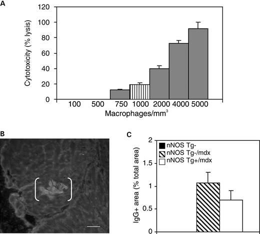 图3。mdx心肌中的巨噬细胞没有有效的细胞溶解作用。（A） 活化的巨噬细胞可以溶解培养的心肌细胞。条纹条表示nNOS Tg−/mdx心脏中的巨噬细胞浓度。结果是三个实验的平均值。误差条代表SEM（B）。用抗鼠IgG染色的nNOS Tg−/mdx心脏切片的代表性显微照片，显示细胞膜受损的区域（括号）。棒材=70 微米。（C） ●●●●。心脏切片的IgG阳性区域表示为总切片面积。nNOS Tg−小鼠的黑条太小，无法出现在直方图中。每组n=5只小鼠。