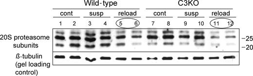 Figure 4. Downregulation of proteasomal components occurs normally in C3KO muscles during reloading. Western blot of muscle extracts from ambulatory control (cont), suspended for 10 days (susp) or reloaded for 2 days after suspension (reload) mice was probed with anti-20S proteasome αβ subunits rabbit polyclonal antibody (BioMol International) that recognizes several components of 20S proteasome. Note the decrease in concentration of all three components in the reloaded muscles in both C3KO and WT. The same blot was also probed with anti-β tubulin antibody to show gel loading.