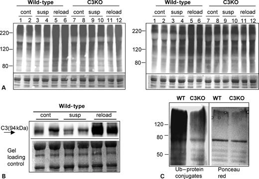 Figure 5. Accumulation of high-molecular weight Ub–protein conjugates is absent in C3KO muscles. (A) A representative western blot of muscle extracts from ambulatory control (cont), suspended for 10 days (susp) or reloaded for 2 days after suspension (reload) mice stained for Ub demonstrates an accumulation of high-molecular weight Ub–protein conjugates in WT reloaded muscles. Comparison of lanes 5 and 6 (WT) with lanes 11 and 12 (C3KO) shows that no accumulation of high-molecular weight Ub–protein conjugates occurs in C3KO muscles. Left and right panels represent muscle extracts from four different mice per each group stained with two different antibodies. (B) CAPN3 expression as revealed by staining with anti-CAPN3 antibody is upregulated in WT muscles during reloading. (C) Ub–protein conjugates were purified from soleus muscles reloaded for 2 days using Ub-binding S5a beads. Immunostaining with anti-Ub antibody shows decreased amount of Ub–protein conjugates in C3KO muscle when compared with WT (left panel). Right panel shows Ponceau red staining of the same blot.