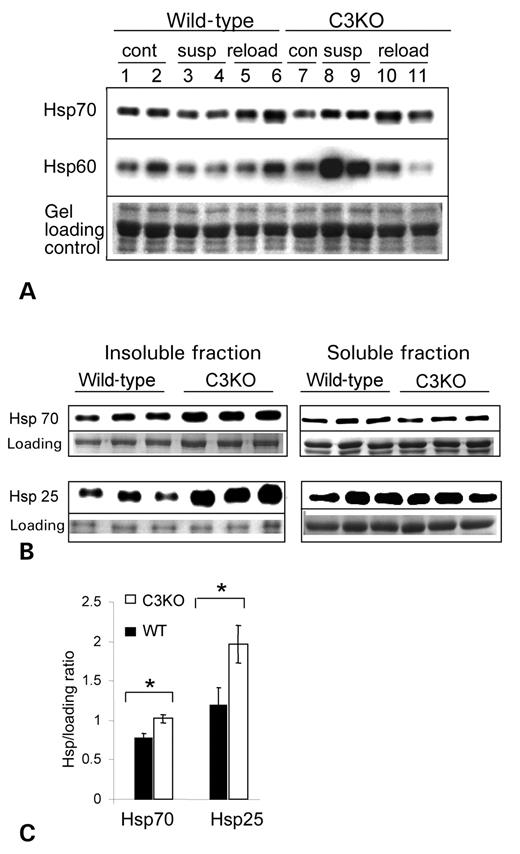 Figure 6. Heat shock proteins expression in C3KO and WT muscles. (A) Western blots of muscle extracts from ambulatory control (cont), suspended for 10 days (susp) or reloaded for 2 days after suspension (reload) mice were stained with antibodies against several heat shock proteins. Concentrations of hsp60 and hsp70 were elevated in C3KO muscles after 10 days of suspension (compare lanes 3 and 4 with lanes 8 and 9). (B) Soluble and insoluble fractions were prepared from tibialis anterior muscle of 12–13 months old mice and probed with antibodies against several heat shock proteins. Accumulation of Hsp70 and Hsp25 was found in insoluble fractions of C3KO muscles. Quantitative analysis of these blots is presented in (C).