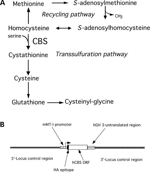 Figure 1. (A) Methionine metabolism in mammals. The methionine recycling and transsulfuration pathways are shown. (B) Schematic of the Tg-CBS construct used in this study. The regulatory and coding sequences are indicated by the arrows.