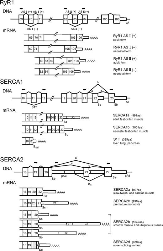 Figure 1. Exon/intron layout of human RyR1, SERCA1 and SERCA2. For each gene, partial exons/introns are given. Exons represented as thick boxes are translated segments and thin boxes indicate untranslated segments. Introns and downstream flanking regions are represented by horizontal lines. Lines with letters represent different splice modes. For SERCA2, bn indicates the removal of the optional untranslated exon specific for neuronal tissue. The different classes of mRNA are represented below the corresponding DNAs. The protein products are shown on the right. The gray box represented intron 19 of SERCA2 gene, which is included in a novel variant (SERCA2d). The relative positions of the sense and antisense PCR primers used to amplify the different RNAs are depicted as arrows. Sa–Sd: position of stop codons for the corresponding protein isoforms. pA, pAu and pAd: position of polyadenylation site (with specification of upstream or downstream in case of SERCA2).