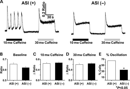 Figure 8. Caffeine-induced Ca2+ release in indo-1 AM-loaded dyspedic myotubes expressing either ASI(+) or ASI(−). (A) Representative traces for ASI(+)-expressing (left) and ASI(−)-expressing (right) dyspedic myotubes following sequential 60 s applications of 10 mm (black bars) and 30 mm caffeine (gray bars). Each drug application was followed by a 60 s wash with control Ringer's solution. Average (±SE) values of resting indo-1 fluorescence (B) peak responses to 10 mm (C) and 30 mm (D) caffeine and the percentage of myotubes exhibiting Ca2+ oscillations during application of 10 mm caffeine (E) in myotubes expressing either ASI(+) (n=37) or ASI(−) (n=29).