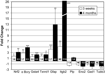 Figure 2. Confirmation of microarray analysis through quantitative RT–PCR. cDNA generated from the same olfactory bulb RNA, which was used for microarray analysis, was analyzed for changes in the levels of specific transcripts. Changes in expression are represented as the ratio of Tg73.7 transcript over wild-type levels (or the reciprocal for negative fold changes). White and black bars represent the average fold change for mice 3 weeks and 4 months of age, respectively. Quantitative-PCR for olfactory bulb mRNA showed comparable or higher levels of gene expression in Tg73.7 mice as was shown by microarray analysis. Probe primer sets were generated from the sequences indicated in the Supplementary Material, Table S2: nuclear factor erythroid derived 2, like 2, Nrf2 (Nfe2l2), αB-crystallin (Cryab), glutathione-S-transferase α4 (Gsta4), thioredoxin (Txnrd1), glial fibrillary acidic protein (Gfap), integrin β2 or Cd18 (Itgb2), proteolipid protein (Plp), enolase-2 (Eno2), Gad67 (Gad1), βIII-tubulin (Tubb3). Numbers inside bars indicate fold change as determined by microarray analysis for comparison (Table 1). Error bars represent standard deviation for quantitative PCR, and asterisks indicate significance (***P<0.001; **P<0.01; *P<0.05; two-tailed unpaired t-test).