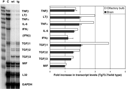 Figure 3. RNase protection assay for TNF and TGF family cytokine expression. Total RNA from Tg73.7 transgenic and wild-type mice (4 months) was used to evaluate the immune response profile with a cytokine probe set in an RNase protection assay. The autoradiogram shows the undigested probe set (P) and digest products after hybridization with control murine RNA (C), wild-type olfactory bulb RNA (wt) and Tg73.7 olfactory bulb RNA (tg). The chart indicates the fold-increase in expression levels for the various cytokines in the transgenic mice in both olfactory bulb and whole brain. For fold-increase in brain (without olfactory bulb), error bars represent standard deviation for triplicate assays. For olfactory bulb, RNA samples were pooled separately for the same transgenic and wild-type mice as described earlier and assayed only once; error bars are not indicated.
