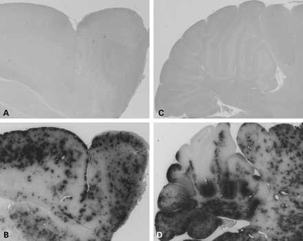 Figure 5. GFAP transgenic mice show activation of ARE responsive genes. At 4 months of age, brains from normal ARE-hPAP reporter mice show almost no alkaline phosphatase activity (A and C), whereas mice expressing both the ARE-hPAP and hGFAP transgenes show significant increases in reporter activity as demonstrated by dark staining throughout the brain (B and D). Olfactory bulb (A and B) and cerebellum (C and D) are shown.