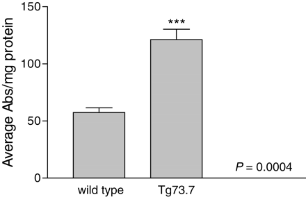 Figure 6. NQO1 activity in GFAP transgenic mice compared with normal animals. Brain lysates derived from three transgenic and three wild-type mice 3 months of age were analyzed for NQO1 activity in a colorimetric biochemical assay (Materials and Methods). Quinone reductase activity is expressed relatively as absorbance/mg protein and values averaged for the three samples in each group. GFAP transgenic mice show a 2.1-fold increase in activity when compared with wild-type (121.1/57.5 abs/mg). Error bars represent standard deviation; ***P=0.0004.