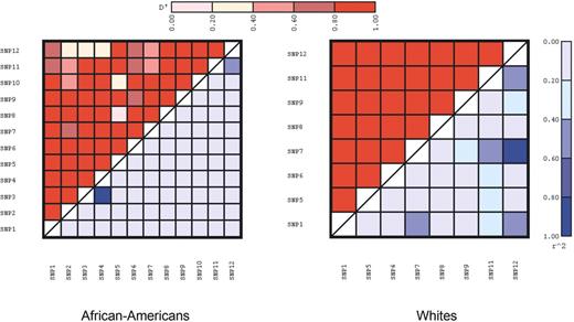 Figure 2. Pairwise estimates of LD by race (left panel, African-Americans and right panel, Whites). D′ is shown in the upper diagonal and r2 in the lower diagonal. SNP2, SNP3, SNP4, and SNP10 (E470G) were not included in Whites.