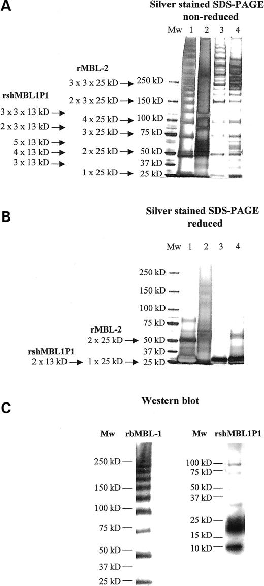 Figure 3. Structural analysis of recombinant proteins. (A) Non-reduced and (B) reduced silver stained SDS–PAGE, respectively. Lane 1: recombinant baboon MBL-1; lane 2: recombinant spliced human MBL1P1; lane 3: recombinant MBL-2 (32); and lane 4: purified MBL-2 (SSI). (C) Western blot analyses of recombinant baboon MBL-1 (rbMBL-1) and recombinant spliced human MBL1P1 (rshMBL1P1), respectively. Samples were run on non-reduced SDS–PAGE and was western blot probed using either an anti-rbMBL-1 specific antibody or a penta-His-HRP antibody directed against the C-terminal rshMBL1P1 incorporated His6-tag.
