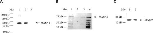 Figure 5. MASP interaction with rbMBL-1. Samples were run on non-reducing SDS–PAGE and were western blot probed using either an anti-MASP-1 antibody (A) or an anti-MASP-2 antibody (B and C). (A) MASP-1 interaction shown by a band of ∼83 kDa. Lane 1: recombinant baboon MBL-1, lane 2: human serum pool, lane 3: empty transfected vector pEDdC. (B) MASP-2 interaction shown by a band of ∼75 kDa. Lane 1: recombinant baboon MBL-1, lane 2: empty transfected vector pEDdC, lane 3: human serum pool, lane 4: purified MBL-2 (SSI). (C) MAp19 interaction shown by a band of ∼20 kDa. Lane 1: recombinant baboon MBL-1 and lane 2: recombinant MAp19 diluted 1:100.