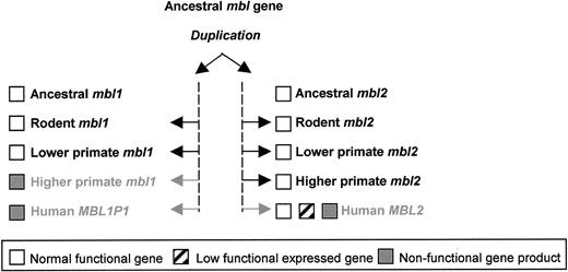 Figure 7. The evolutionary path of MBL1 and MBL2 from ancestral MBL gene duplication to functional gene silencing.
