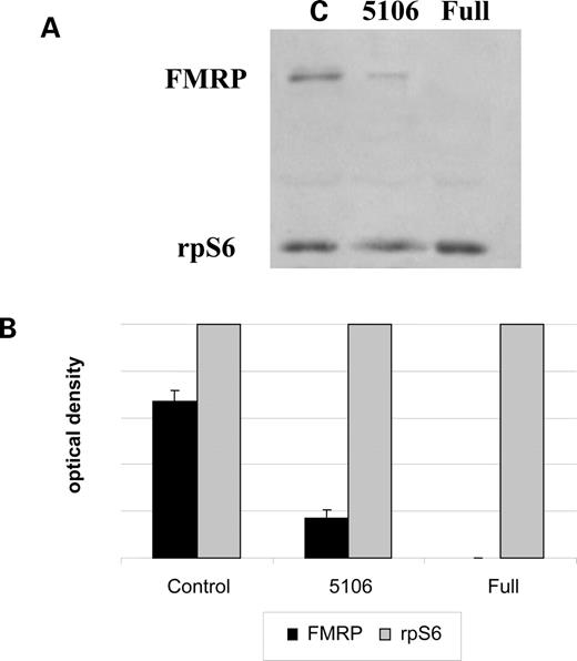 Figure 3. FMRP levels estimated by western blot analysis. (A) Protein extracts from a normal control (C), 5106 and a fragile X cell line (full) were loaded and probed with a specific polyclonal antibody against FMRP (rAM2) and one against the ribosomal protein S6 (rpS6). (B) Relative protein levels corresponding to FMRP were normalized to rpS6 in the control, 5106 and fragile X (full) cell lines. The amount of FMRP in cell line 5106 was estimated to be 20–30% compared with a control cell line (on two independent experiments).