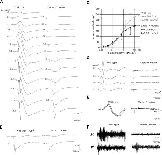 Figure 2. Electrophysiological analysis of Cacna1f-mutant mouse. (A) Intensity-response series of scotopic electroretinograms in wild-type and Cacna1f-mutant mice. In the mutant mice, the ERG b-wave is absent, providing an electronegative configuration to the bright-flash responses. Numbers at left of individual recordings are stimulus intensity in log cd s/m2. Circles: flash onset. Calibration bars: as shown. (B) Comparison of ERG responses between a mutant mouse and a wild-type animal with intravitreal injection of CoCl2. The bright-flash response after CoCl2 injection in the wild-type is identical to the one in the mutant, suggesting that the Cacna1f-mutant ERG response is mostly generated by photoreceptor activity. (C) Best fit curves for intensity–response functions (V(I)=Vmax [In/(In+Kn)]) of scotopic ERG a-wave in wild-type (open circle, mean+1SD, n=7) and Cacna1f-mutant mice (closed circle, mean±1SD, n=9), showing increased sensitivity (K) and reduced amplitude (Vmax) in the mutant. (D) ERG recordings obtained under light background adaptation, showing that the mutant mice did not have any detectable ERG activity under these conditions. (E) Visual evoked potentials obtained in scotopic conditions to a bright-flash stimulus (0 log attenuation), showing that no cortical activity could be detected in the mutant mice. (F) Multi-unit activity recorded from the superior and inferior colliculi following visual and auditory stimuli. No visual responses could be elicited in the superior colliculus of the mutant mice, whereas reliable activity was elicited from auditory stimuli in the inferior colliculus, supporting the contention that the mutant mice are severely visually deficient.
