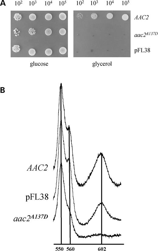 Figure 4. Oxidative growth phenotype and cytochrome spectra of WB-12 strain, carrying double aac1 and aac2 deletion, transformed with pFL38, wt AAC2 and aac2A137D. (A) Equal amounts of serial dilutions of cells from exponentially grown cultures (105, 104, 103 and 102 cells) were spotted onto YNB plates supplemented with either 2% glucose or 2% glycerol. The growth was scored after 5 days of incubation at 28°C. (B) Cytochrome spectra of glucose-grown cells were recorded at room temperature.