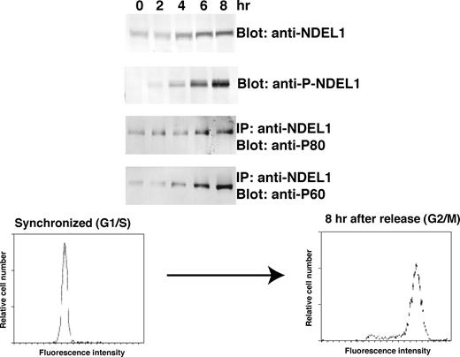 Figure 4. Synchronized HeLa cell culture. HeLa cells synchronized in G1/S with double thymidine block were lysed after release of block at the given time. FACS pattern of synchronized HeLa was displayed at the bottom. NDEL1 and phosphorylated NDEL1 were detected by the C-6 antibody and the anti-phosphorylated NDEL1 monoclonal antibody, respectively. NDEL1 and P-NDEL1 were immunoprecipitated with the C-6 antibody. Coprecipitated p60 or p80 was detected by western blot. Note p60 displayed a similar pattern as phosphorylated NDEL1, whereas the pattern of p80 was similar to the pattern of total NDEL1. 