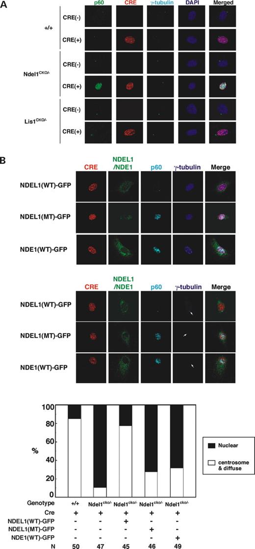 Figure 5. Abnormal distribution of katanin p60 in NDEL1 null cells. ( A ) RFP-tagged Cre expression plasmid which was driven by elongation factor promoter was introduced into MEFs derived from wild-type embryo, Ndel1 compound heterozygous embryo and Lis1 compound heterozygous embryo. Three days after transfection, distribution of katanin p60 was examined. Katanin p60 exhibited abnormal nuclear distribution in Ndel1 null cells. ( B ) Transfection of wild-type NDEL1-GFP, but neither triple mutant NDEL1-GFP nor NDE1-GFP rescued the mislocalization of katanin p60 in Ndel1 null cells. Upper panel: immunofluorescence staining with anti-katanin p60 in wild-type NDEL1-GFP(NDEL1(WT)-GFP), triple mutant NDEL1-GFP(NDEL1(MT)-GFP) or NDE1-GFP(NDE1-GFP) transfected Ndel1 null cells. RFP-tagged Cre and NDEL1(WT)-GFP, NDEL1(MT)-GFP or NDE1-GFP were cotransfected into Ndel1 compound heterozygous MEF cells. Three days after transfection, distribution of katanin p60 was examined. Bottom panel: statistical analysis of distribution of katanin p60 in various Ndel1 -deficient cells. White arrows indicate centrosome. n is the number of MEFs measured for each examination. Staining patterns of MEFs were classified into two categories: nuclear, predominantly stained in nucleus; centrosome and diffuse, tightly stained at centrosome or diffusely stained in centrosome and its surrounding areas. ( C ) Aberrant microtubule organization in LIS1 or NDEL1 null MEFs. Loss of LIS1 causes an enrichment of microtubules near the nucleus, whereas loss of NDEL1 results in extended amorphous microtubules. The frequency of aberrations is summarized at the bottom. n is the number of MEFs measured for each examination. ( D ) Overexpression of wild-type or dominant negative katanin p60, and their effects on microtubule organization and NDEL1 distribution. Overexpression of wild-type p60 resulted in significant reduction of β-tubulin signal due to fragmentation of microtubules (left). In contrast, inhibition of p60 by dominant negative p60 resulted in an extended amorphous pattern of microtubules, which resembled the disruption of microtubule organization seen in the Ndel1 -disrupted MEFs (right). Centrosomal localization of NDEL1 became reduced in both cases, suggesting that functionally NDEL1 and p60 are tightly related. 
