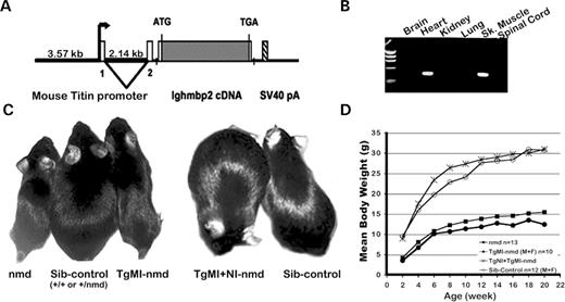 Figure 1. ( A ) TgMI transgenic construct with the mouse titin promoter (containing 3.57 kb of upstream sequences, the complete non-coding exon 1 and intron 1 and 30 bp partial exon 2 sequence with mutated Ttn ATG to AGT) upstream of a wild-type mouse Ighmbp2 cDNA and an SV40 polyadenylation signal. ( B ) RT–PCR assay for transgene expression in multiple tissues using transgene-specific primers (exon 1 of Ttn promoter and Ighmbp2 cDNA reverse primer). ( C ) Live-photograph of a (L to R) B6- nmd mouse along with an unaffected and transgenic TgMI- nmd littermate at 6 weeks of age. Note that the TgMI transgene does not rescue the nmd paralysis phenotype, as the TgMI- Ighmbp2 cDNA is not expressed in spinal cord (B). In contrast, 6-month-old double transgenic TgMI+TgNI- nmd mouse shows complete rescue of both the cardiomyopathy and the neurogenic atrophy pictured next to its littermate. ( D ) Growth curve for the groups of mice shown in (C). 