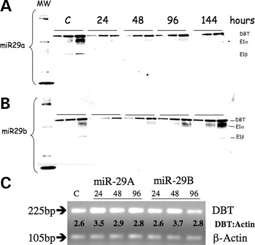 Figure 4. Western blot and PCR of DBT gene products in HEK293 cells transfected with miR29a or miR29b. Antisera for BCKD complex was used to probe mitochondrial proteins (4, 8 and 12 µg of mitochondrial protein at each time point) after transfection with miR29a (A) and miR29b (B). (C) Products from RT–PCR analysis (28 cycles) of transfected cells for DBT mRNA with β-actin as a loading control analyzed on a 2% agarose gel. The transfected miRNA and number of hours post-transfection when RNA harvest occurred are indicated. Ratio of DBT to β-actin density traces is indicated between the two products. The control value was done at different time points and does not change. The control value reported here was done at 96 h for (A) and (B) and 48 h for (C) and contain only the non-specific 22mer RNA.