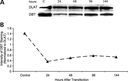 Figure 5. DBT protein in HEK293 cells relative to DLAT protein after cell transfection with an miR29b. (A) Western blot for DBT and DLAT in mitochondria after transfection with miR29b at the indicated times after transfection. Control cells were taken after 96 h. (B) Calculations of the concentration of DBT to DLAT for the time course.