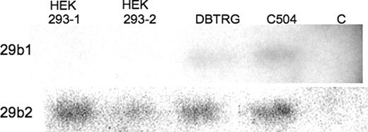 Figure 9. Detection of specific endogenous gene products for miR29b in three different human cell lines. HEK293 cells (1 and 2) represent repeated analysis of this cell type and DBTRG is a human glial cell line and C504 a human dermal fibroblast cell line. Conditions are as described in Figure 6, with the antisense RNA used here is for the unique sequence of the hairpin loops for the gene encoding miR29b1 on chromosome 7 and the gene encoding miR29b2 on chromosome 1. Controls are as described in Figure 6.