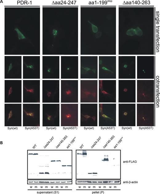Figure 10. α-synuclein A53T, but not wild-type α-synuclein, enhances aggregation of the transgenically expressed PDR-1 in HEK293T cells. (A) The full-length or truncated forms of C. elegans PDR-1 were expressed in HEK293T cells alone or in combination with α-synuclein WT or α-synuclein A53T. All PDR-1 constructs were fused to FLAG epitope tag represented by green labeling, α-synuclein expression is shown in red. After single transfection only PDR-1(Δaa24–247), corresponding to pdr-1(lg103), formed subcellular aggregates in HEK293T cells. Both wild-type and mutant A53T α-synuclein co-localizes with the aggregates. In contrast, expression of α-synuclein A53T resulted in enhanced aggregation of both wild-type PDR-1 and PDR-1(Δaa140–263) (corresponding to allele tm598), whereas PDR-1 variants expression only UBL and UPD domains were not affected. (B) The aggregation of PDR-1 variants were investigated biochemically after co-expression in HEK293 with α-synuclein wild-type (w) or the α-synuclein A53T mutant (m) as described for Figure 4. The formation of 1% Triton X-100 resistant aggregates of the full-length and in-frame deleted Δaa140–263 variants of PDR-1 was significantly enhanced after co-expression of α-synuclein A53T but not of α-synuclein wild-type. The aggregation of the in-frame deleted variant Δaa24–247 of PDR-1 was only slightly increased after co-expression of α-synuclein A53T compared with the wild-type variant of α-synuclein. No aggregation of α-synuclein A53T or α-synuclein wild-type was observed after co-transfection with PDR-1(aa1–199Stop), suggesting that this allele represents a strong loss-of-function or null allele.