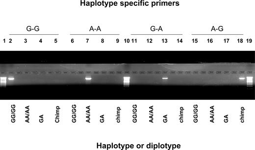 Figure 2. Haplotype-specific PCR of HLA-G promoter. Chimpanzee DNA was used as a positive control for the A-G haplotype; the G-A haplotype was artificially constructed by site-directed mutagenesis (see Materials and Methods for details).