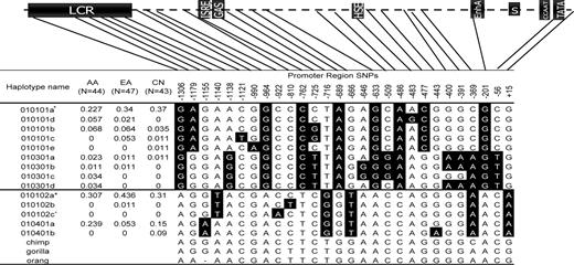 Figure 3. HLA-G promoter polymorphisms and haplotypes. CN, Han Chinese. The haplotypes can be divided into two clades defined by either −1306G/+15G or −1306A/+15A. Alleles shown as black letters on a white background correspond to the chimp sequence and are presumed to be ancestral; alleles shown as white letters on a black background are presumed to be derived alleles, as in Ober et al. TATA, TATA box; CCAAT, CAAT box; S/X1, Pan HLA regulatory elements; ISRE, interferon-specific regulatory element; EnhA, enhancer A; HSE, heat-shock protein element; GAS, gamma (interferon) activated site; LCR, locus control region. Note: (+) G*010101a includes the 010101, 010108 and 010104 HLA-G alleles; (asterisk) G*10102a includes the 010102, 010103, 0105 N and 010601 HLA-G alleles; (caret) G*010102c was present in asthma patients only.