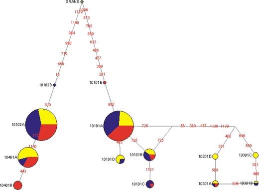Figure 5. Evolutionary relationship of HLA-G promoter haplotypes by reduced median network analysis. The G*010102c haplotype, which was only present in asthma patients, is included in this analysis. Each circle represents a different haplotype, with the size of the circle proportional to the frequency of the haplotype in the AAs (yellow), EAs (blue) and Han Chinese (red). Nucleotide differences between haplotypes are indicated on the branches of the network. The arrow shows where the orangutan haplotype joins the network.