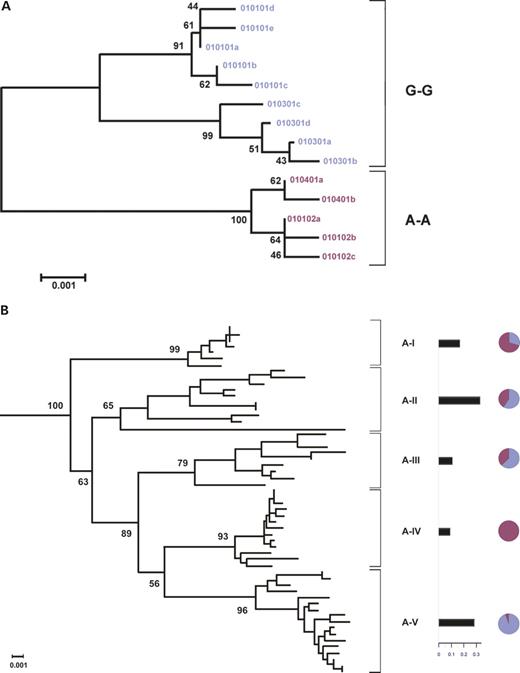 Figure 6. Phylogenetic trees of HLA-A and HLA-G. (A) Phylogenetic tree of HLA-G. The ‘G-G’ haplotypes are shown in blue and the ‘A-A’ haplotypes are shown in red. (B) The HLA-A phylogeny was divided into five clades (A-I to A-V), modified from Gu and Nei (36). The horizontal bars show the frequencies of the different HLA-A clades in the Hutterites in whom the following alleles are present: A24 (clade A-I); A1, A3, A11, A30 (clade A-II); A31, A32, A33 (clade A-III); A26, A34 (clade A-IV); and A2 (clade A-V). The pie diagrams on the right indicate the proportions of the HLA-G ‘G-G’ haplotypes (blue) and ‘A-A’ haplotypes (red) that are on the same haplotype with the HLA-A alleles in each of the five clades in the Hutterites.