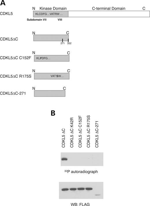 Figure 8. CDKL5 mutations associated with the disease phenotype cause a loss in activity. ( A ) Schematic depicting truncation and point mutants of CDKL5. ( B ) Truncation and point mutants of CDKL5 were expressed in HEK293T cells. The cells were lysed, immunoprecipitated by anti-FLAG antibody and subjected to an in vitro kinase assay. The immunoprecipitates were resolved by SDS–PAGE, transferred to a nitrocellulose membrane, and the membrane was visualized by autoradiography. These results are representative of at least three independent experiments. 