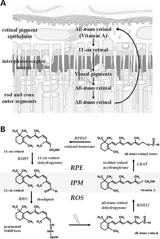 Figure 1. Schematic of the reactions of the visual cycle (A) involved in the interconversion of vitamin A and 11- cis retinal and (B) showing the proteins and enzymes (together with the corresponding genes) and retinoids present in photoreceptors and RPE. IPM, interphotoreceptor matrix; ROS, rod outer segments. The likely site of RDH12 action is indicated. 