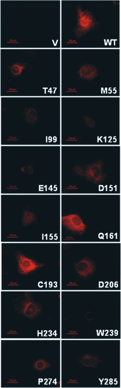 Figure 4. Immunohistochemistry of transfected COS-7 cells expressing recombinant RDH12 wild-type and mutant proteins. Cells grown in chamber slides were paraformaldehyde fixed, incubated with Anti-Xpress antibody, washed and incubated with Alexa-Fluor 555 anti-mouse IgG secondary antibody. Slides were viewed under oil immersion (100×) and photographed as described in Materials and Methods. Abbreviations are as in Figure  3 . 