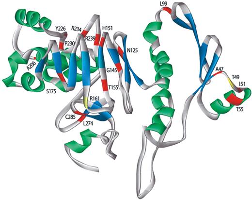 Figure 6. Model of RDH12 tertiary structure predicted using the ab initio method of Bystroff and Shao ( 7 ). The ribbon representing the peptide backbone is color coded according to structural components: alpha-helices, green; beta-pleated sheets, blue; random coil, gray. Sites of amino acid residues corresponding to the p.R161Q polymorphism and the activating p.T49M missense mutation are shown in yellow, with the remaining sites of arRD-associated missense mutations shown in red and labelled according to the wild type sequence. 