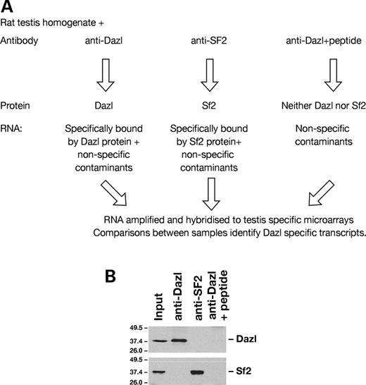 Figure 1. Isolation and identification of RNAs associated with Dazl protein in vivo . ( A ) Outline of experimental approach. Immunoprecipitations were carried out with three antibody combinations, RNA isolated and identified by hybridization to adult mouse, testis-specific microarrays. Comparison of transcripts present under these different conditions enables specific interactions to be determined. ( B ) Western blot to show proteins present in immunoprecipitates. Immunoprecipitations from rat testis homogenate were carried out using antibodies directed against Dazl, SF2 or negative control (anti-Dazl+peptide against which it was raised). 