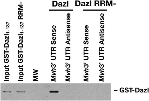 Figure 3.In vitro binding of Dazl protein to the Mvh 3′-UTR. Biotinylated RNA was immobilized on streptavidin-conjugated Dynabeads, mixed with recombinant GST-Dazl in the presence of mouse testis homogenate and bound protein detected by western blotting. The full-length, sense transcript of Mvh 3′-UTR is bound by GST-Dazl with a functional RNA-binding domain but not by an RNA-binding mutant. No binding was detected to the antisense transcript. 