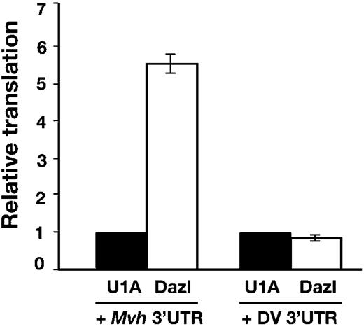Figure 6. Dazl stimulates translation via the Mvh 3′-UTR. Xenopus oocytes producing either Dazl or U1A were co-injected with luciferase reporter mRNA with the 3′-UTR of either Mvh or Dengue virus (DV) and a β-galactosidase reporter as an injection control. Relative translation is assayed as luciferase activity normalized with respect to β-galactosidase activity. Errors were calculated as standard error of the mean. 