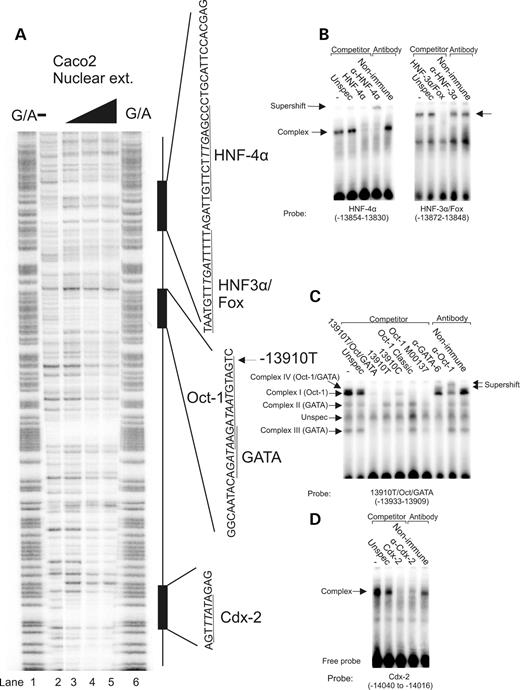 Figure 2. Analyses of protein/DNA interactions in the T −13 910 enhancer region. ( A ) DNase I footprint analysis of the T −13 910 enhancer region. Lanes 1 and 6, G/A sequencing lanes used as marker to correlate the footprints to the sequence. Lanes 2–5, increasing amount of nuclear extract from differentiated Caco-2 cells was added (lane 2, no extract; lane 3, 50 µg; lane 4, 100 µg and lane 5, 150 µg). The sequences of three protected regions (footprints) are indicated. The transcription factor binding sites are underlined. The sequences in italics were mutated and analysed by transfection experiments (Fig. 3 B). ( B–D ) Gel shift assays analysing interactions of nuclear factors from nuclear extracts from differentiated Caco-2 cells to the regions that are protected in the footprint analysis (Fig. 2 A).