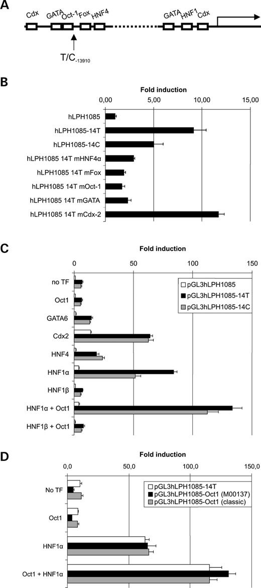 Figure 3. Functional analysis of the −13 910 enhancer region. ( A ) Structure of the −13 910 enhancer region and the LPH promoter showing the binding sites of HNF4 α, Fox, Oct-1, GATA and Cdx-2 in the enhancer and the GATA, HNF1 and Cdx-2 sites in the proximal promoter. ( B ) Transfection analysis of the transcription factor binding sites in the −13 910 enhancer. The binding sites for HNF4 α, Fox, GATA-6, Oct-1 and Cdx-2 were mutated in order to analyse the functional importance of these sequences. The positions mutated are marked in italics in Figure 2 A. The luciferase activity was corrected for transfection efficiency and normalized to the basal expression of the human LPH promoter (pGL3-hLPH1085), N =4. ( C ) Co-transfection of human LPH promoter constructs with expression plasmids for Oct-1, GATA-6, Cdx-2, HNF4 α, HNF1 α and HNF1 β. ‘No TF’ indicates that no transcription factor expression plasmid was co-transfected. The luciferase activity was corrected for transfection efficiency and normalized to the expression of pGL3-hLPH1085, N =4. ( D ) Analyses of the effect of changing the T −13 910 Oct-1 site to the classical Oct-1 site and the M00137 Oct-1 site. The luciferase activity was corrected for transfection efficiency and normalized to the expression of pGL3-hLPH1085, N =4.
