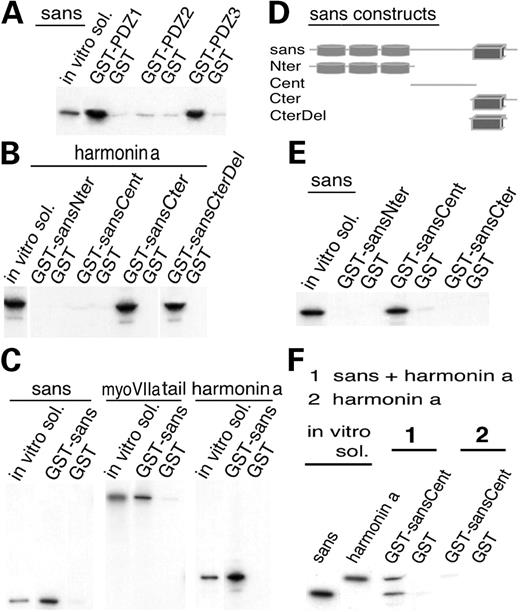 Figure 3. (A) In vitro translated full sans was incubated with immobilized GST-tagged harmonin PDZ fragments. Both PDZ1 and PDZ3 bind to the full sans. No binding is detected with PDZ2. (B) 35S-harmonin a was incubated with the four immobilized GST-tagged sans fragments. Both sansCter (amino acid 385–461) and sansCterΔ8 (amino acid 385–453) bind to harmonin a. (C) GST–sans was incubated with in vitro translated sans, myosin VIIa tail and harmonin a. Sans binds to the three proteins, whereas no binding is detected to the GST control. (D) Schematic representation of sans and its four partial GST fragments. (E) Characterization of the sans homomerization site. Full 35S-sans was incubated with three different GST-tagged sans fragments. Only the GST–sansCent (amino acid 128–385) binds to the full sans. (F) Pre-incubated mixture of 35S-harmonin a and 35S-sans, or 35S-harmonin a alone were incubated with immobilized GST–sansCent fragments and with GST control. SansCent domain binds to the sans–harmonin a complexes but not to harmonin a alone.