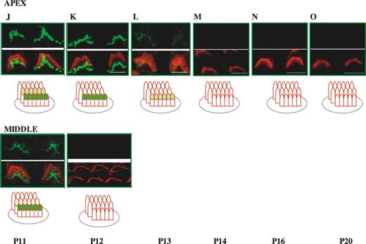 Figure 2. Developmental study of whirlin expression in outer hair cell stereocilia bundles in the mouse. Confocal images of whirlin protein expression in wild-type (C3H/HeN) mice OHCs from P0 to P20. Rhodamine–phalloidin staining in the red channel highlights the actin core of stereocilia. Merged images highlight whirlin protein localization in actin-free (green) and actin-rich (yellow) areas. Diagram illustrates the different localization of whirlin protein in the OHC stereocilia three rows across development (see Results). Scale bars=2 µm. The outermost, middle and innermost rows of stereocilia are labelled 1, 2 and 3, respectively.