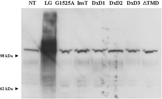 Figure 5. Western blot analysis of protein lysates from transfected CHO cultures using α-dystroglycan IIH6 antibody. The overexpression of LARGE–V5 stimulates α-dystroglycan hyperglycosylation. All other LARGE constructs had no effect on α-dystroglycan expression. NT, non-treated; LG, LARGE–V5; InsT, LARGE 1999insT. 