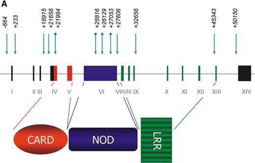 Figure 1. (A) The NOD1 gene and protein. The NOD1 gene extends over 55 Kb of genomic DNA and contains 14 exons. A 5′ untranslated region (UTR) is found within exons I–III and the start of exon IV and a 3′ UTR is held within exon XIV. The NOD1 protein is made of 965 amino acids and contains an N-terminal CARD (in red), a centrally located NOD (in blue) and multiple C-terminal LRRs (in green). The presence of genomic polymorphisms is indicated by arrows above the line. Round-tailed arrows indicate exonic SNPs. All of these except the ND1+32656 indel have now been described in public databases (www.innateimmunity.net). (B) LD between NOD1 polymorphisms. The marker positions are shown along the diagonal of the figure. Pairwise estimations of D′ are shown from unrelated subjects (the parents), on a scale from 1 (complete LD: red) to 0 (blue). Marker positions are shown as a schematic rather than as actual distances apart. (C) EMSAs for alleles of the ND1+32656 indel polymorphism. Oligonucleotides corresponding to the insertion and deletion variants of ND1+32656 were incubated with nuclear extracts from the Calu 3 epithelial cell and Daudi B-cell lines and size-separated on polyacrylamide gel. A protein is shown to bind with greater activity to the insertion variant in the Calu 3 cells: specificity of binding is demonstrated by inhibition with the addition of progressive concentrations of unbound oligonucleotide. No binding is seen in the control Daudi B-cell line.