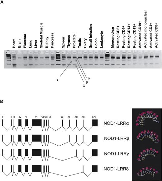 Figure 2. Splice variants of the NOD1 LRR pattern receptor domain. (A) Amplification of the LRR domain (exons IX–XIV) in cDNA from a panel of multiple tissues. Multiple splice variants are observed (NOD1–LLRα, β, γ and δ), with varied expression in different tissues. Unlabelled lanes contain standard size markers. (B) Exonic structure of common splice variants: progressive deletion of exons X, XI and XII is observed. Structural models of LRR variants are shown to the right and demonstrate progressive loss of leucine loops of the receptor region of the protein.
