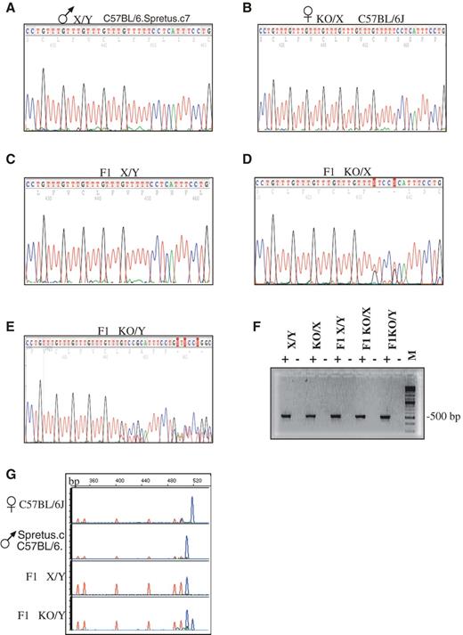 Figure 3. Biallelic expression of the Ube3a antisense gene. Total brain RNA was prepared from both C57BL/6J (J) and C57BL/6J mice congenic for the M. musculus spretus chromosome 7 (C57BL/6.spretus.c7) and from F1 offspring of a mating between a C57BL/6J KO/X female and a C57BL/6.spretus.c7 normal male. RT–PCR was performed using primers corresponding to Ube3a exons 5 and intron 6 (4,19) and the resulting products were sequenced. (A) The C57BL/6.spretus.c7 cDNA contains five GTTT repeats. (B) The C57BL/6J strain cDNA contains seven GTTT repeats. (C) The normal F1 (X/Y) apparently expresses only the paternal Ube3a antisense as judged by the presence of five GTTT repeats. (D) The F1 heterozygote female mouse (F1 KO/X) and (E) the F1 male (F1 KO/Y) MeCP2 deficient mouse show a mixed pattern following the five repeats which are common to both alleles. Forward primer: 5′CTGAGGGTCAGTTTACTCTG; reverse primer: 5′TCTCTCCATGATTGTGGCAG. (F) Minus RT control. (G) RT–PCR with 6FAM labeled primer. A cDNA containing seven GTTT repeats produces a PCR product of 517 bp, whereas a cDNA containing five GTTT repeats produces a product of 509 bp. 6FAM-label produces blue fluorescent products whereas the red peaks are ROM-labeled size markers.