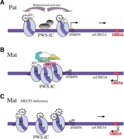 Figure 5. (A) The PWS-IC locus on the paternal allele (Pat) is unmethylated and in an open chromatin configuration. This chromatin status spreads bi-directionally to all imprinted genes on the paternal allele in the entire PWS/AS domain, including the UBE3A antisense (asUBE3A) gene. This antisense RNA is believed to suppress UBE3A gene expression. (B) PWS-IC on the maternal allele (Mat) is methylated (M) and binds to MeCP2 and recruits HDACs 1 and 2 that deacetylate histone H3 and histone methyltransferase to methylate H3(K9), causing heterochromatinization and silencing of all paternally expressed genes, including UBE3Aas on the maternal allele. (C) In the absence of MeCP2 (MeCP2 deficiency), PWS-IC on the maternal allele remains methylated (M), but a repressory complex cannot be established. Therefore, no heterochromatinization occurs, histone H3 is acetylated (Ac) and H3(K4) is methylated (K4 Me). The open chromatin structure is sufficient to direct maternal transcription of the UBE3A antisense leading to repression of the maternal UBE3A gene.