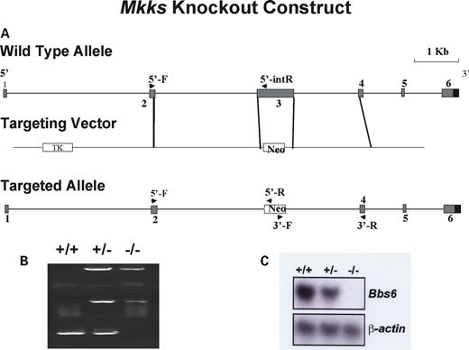Figure 1. Schematic representation of MKKS targeted disruption strategy. (A) Map of the MKKS locus (top); gene targeting vector (middle); expected structure of the mutated locus (bottom). Arrows indicate primers used for the 5′- and 3′-homologous recombination test and internal knockout test. (B) PCR genotyping of wild-type, heterozygous (+/−) and Bbs null (−/−) mice. The top and middle amplimers correspond to 5′- and 3′-regions of the neomycin resistance gene. The bottom band is derived from amplification using MKKS exon 3 internal primers. (C) Northern blot analysis of Mkks expression in kidney total cellular RNA from wild-type (+/+), heterozygous (+/−) and homozygous (−/−) animals. The probe is Mkks partial cDNA. (Bottom) The same blot re-probed with β-actin as a loading control.